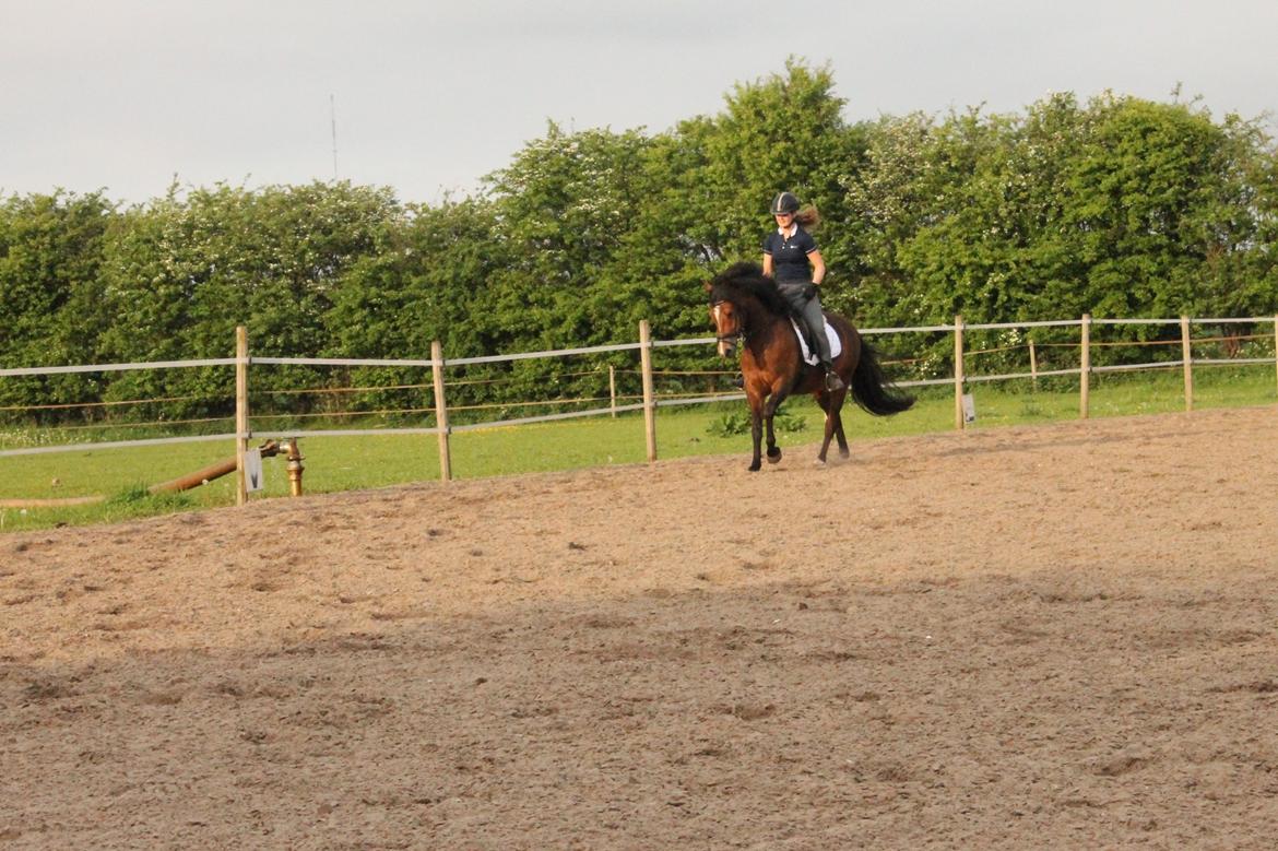 New Forest Roza's Barcadera billede 6