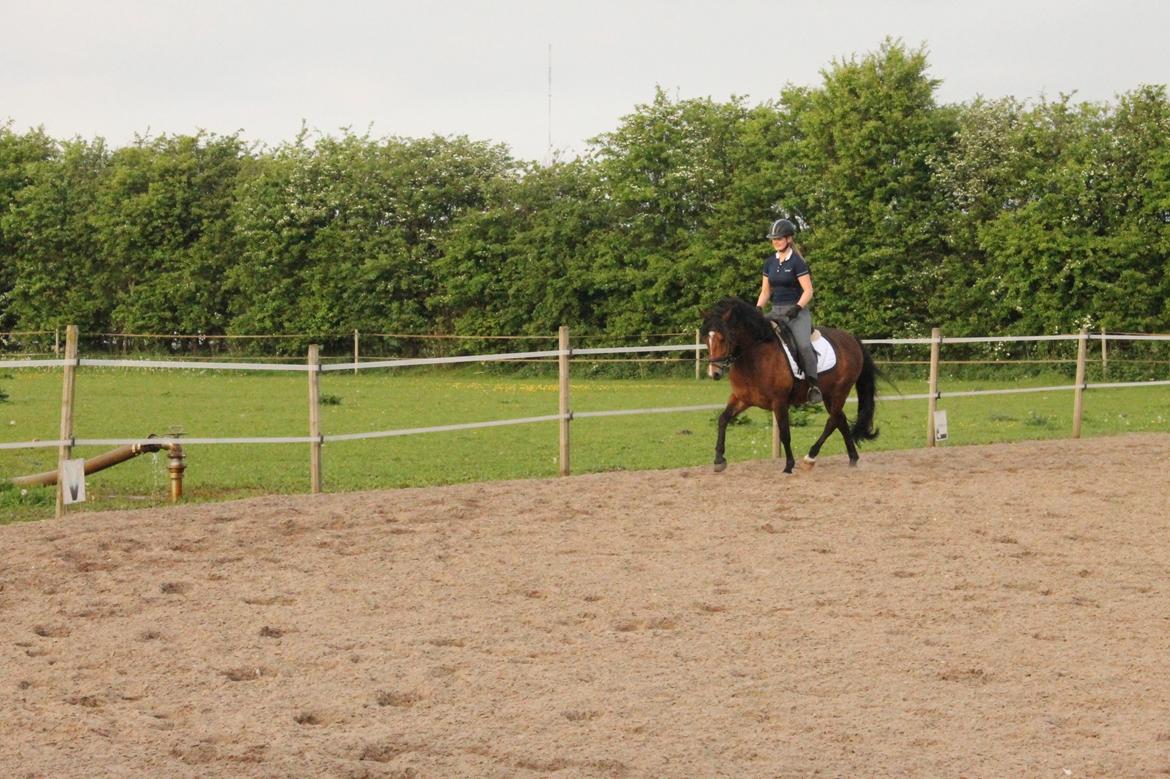 New Forest Roza's Barcadera billede 7