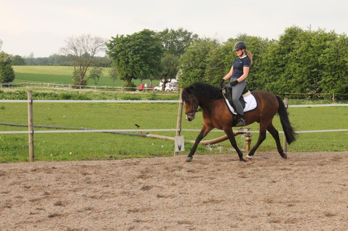 New Forest Roza's Barcadera billede 8