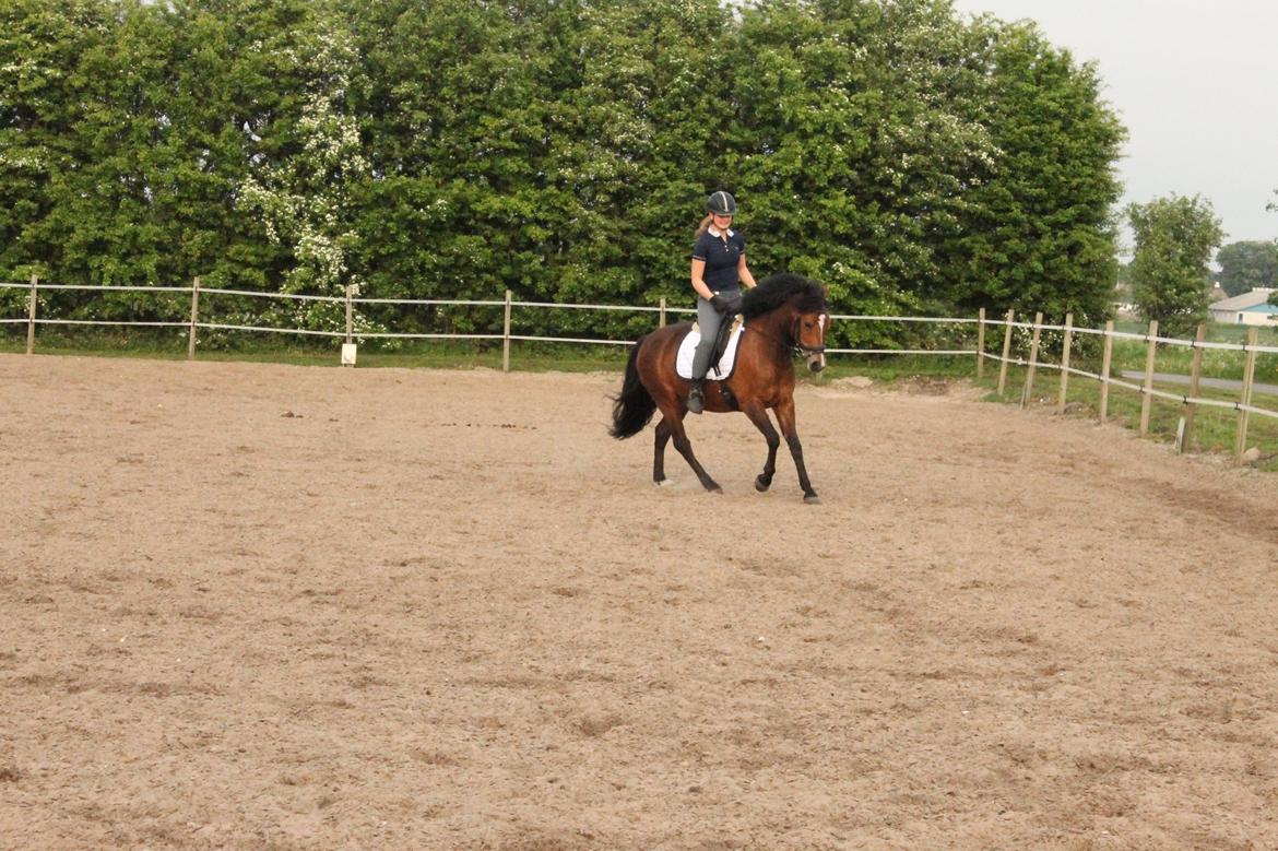 New Forest Roza's Barcadera billede 9