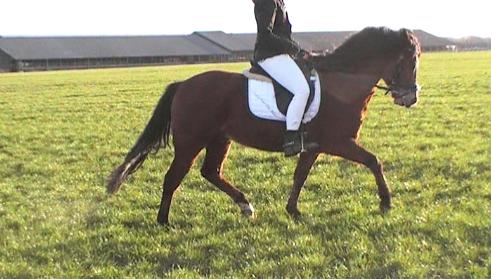 New Forest Roza's Barcadera billede 10