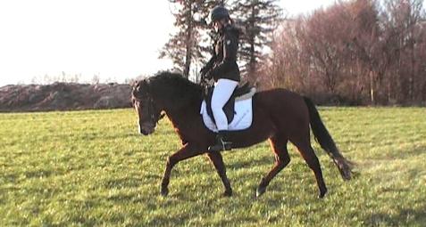 New Forest Roza's Barcadera billede 11