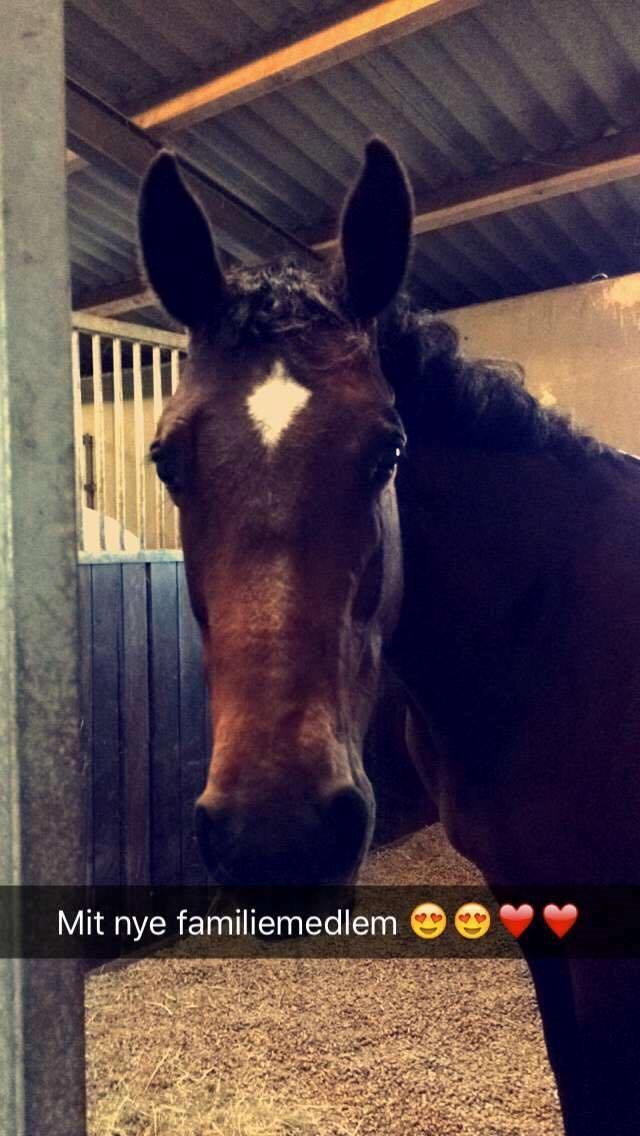 Hollandsk Varmblod Zafari billede 3