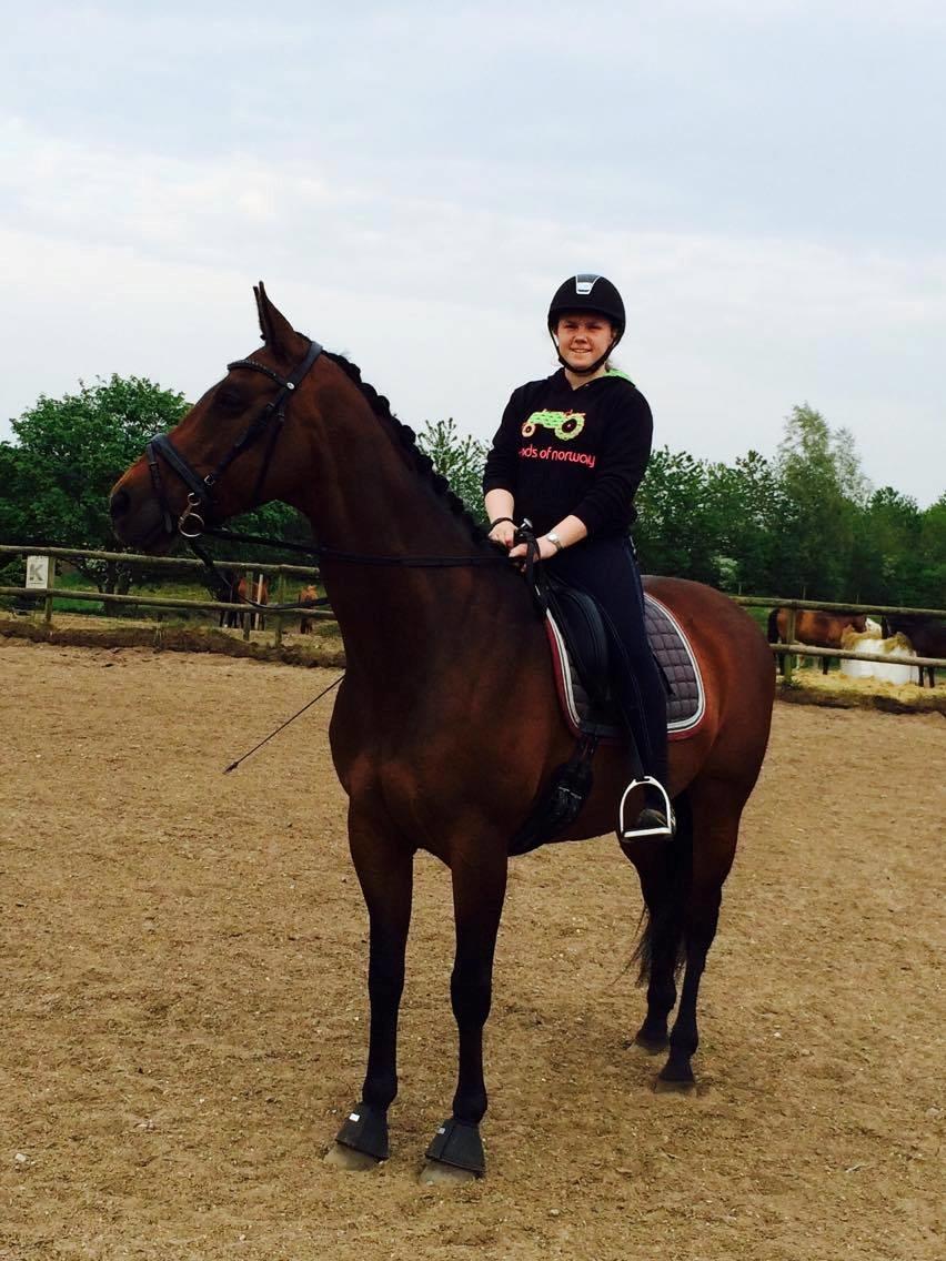 Hollandsk Varmblod Zafari billede 1