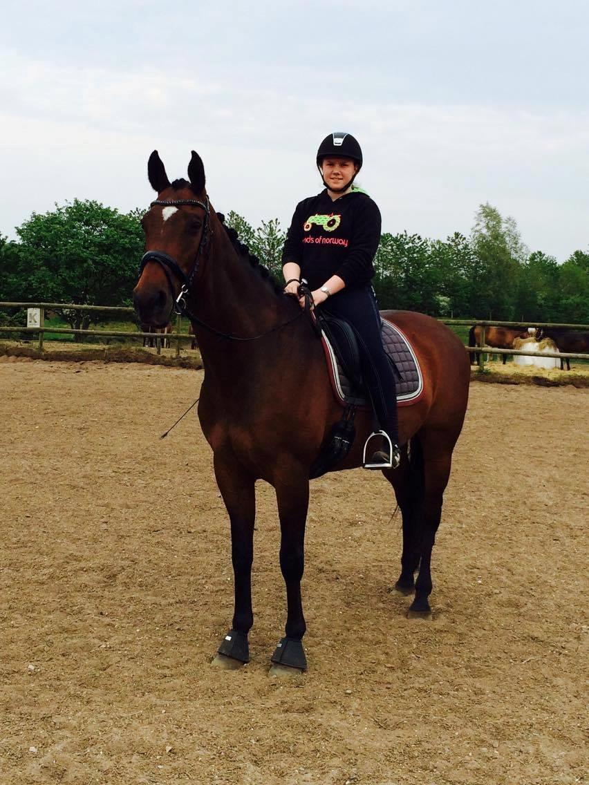 Hollandsk Varmblod Zafari billede 2