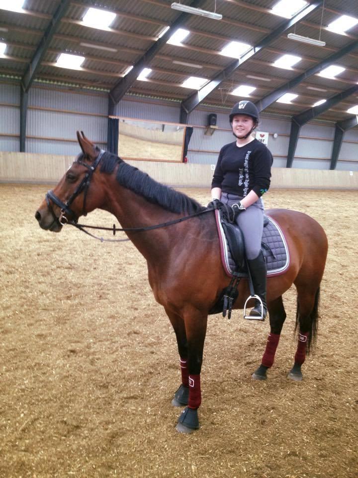 Hollandsk Varmblod Zafari billede 4