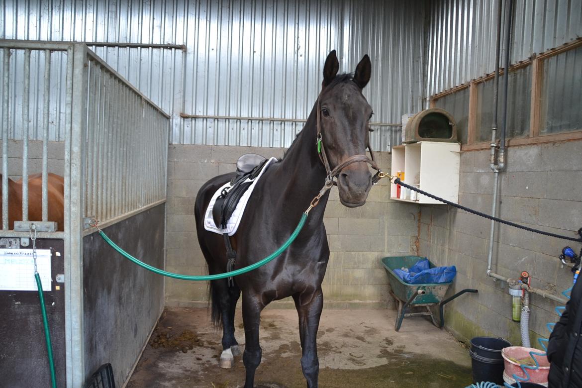 Dansk Varmblod Tanne billede 8