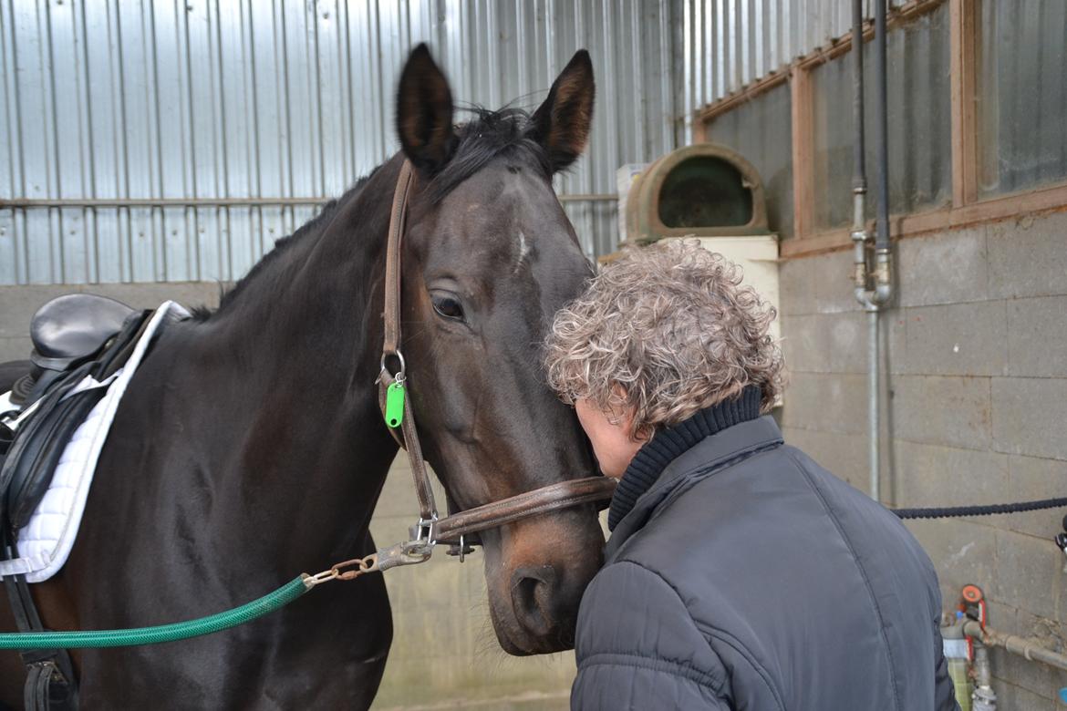 Dansk Varmblod Tanne billede 1