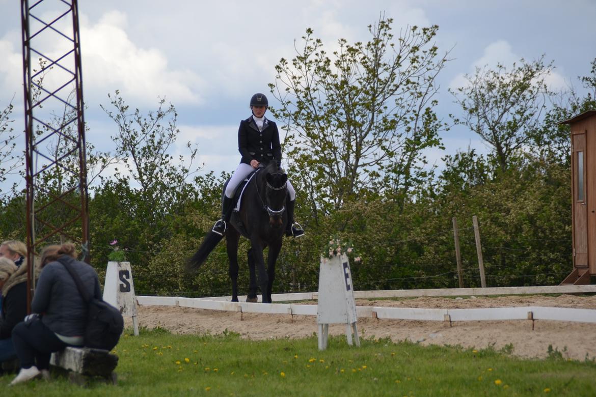 Dansk Varmblod Tanne billede 2
