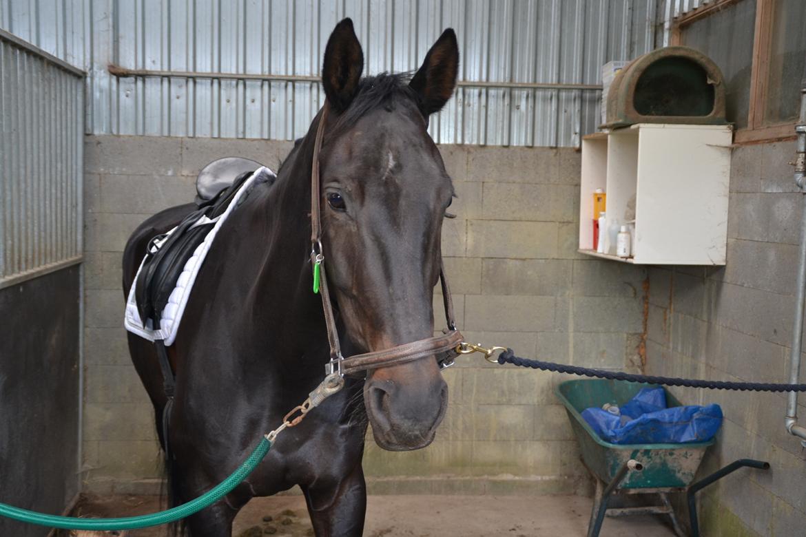 Dansk Varmblod Tanne billede 16