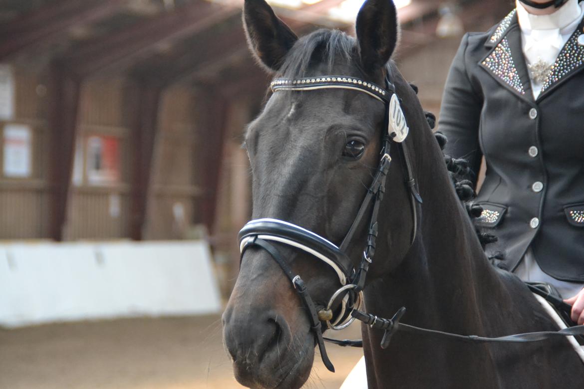 Dansk Varmblod Tanne billede 3