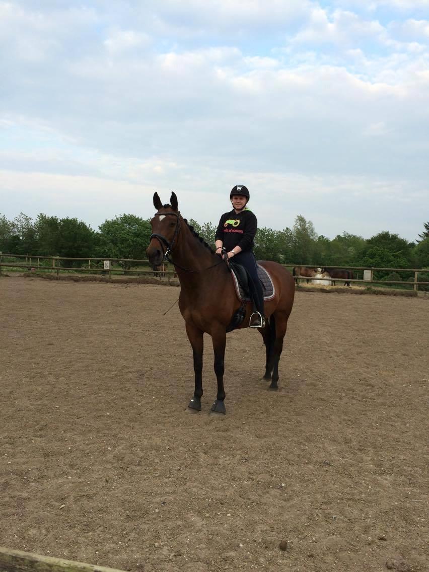 Hollandsk Varmblod Zafari billede 5