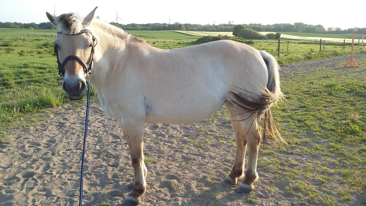 Fjordhest Emma  (himmelhest)  billede 3