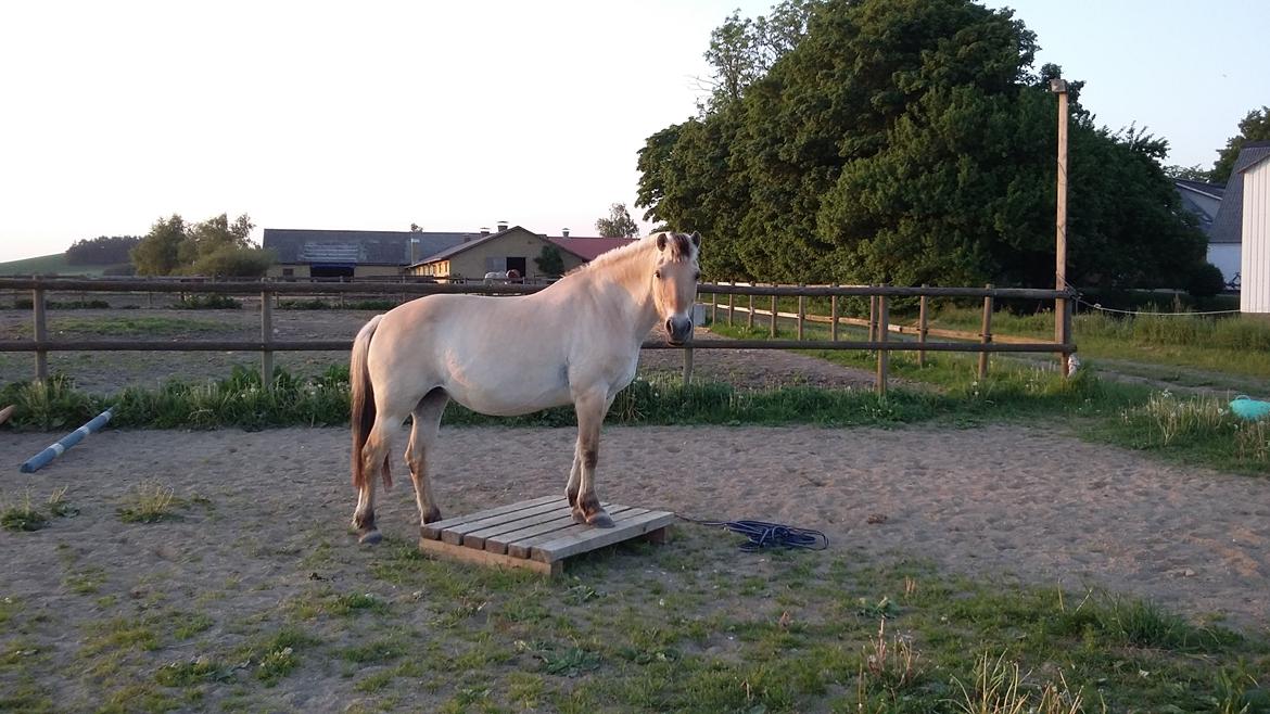 Fjordhest Emma  (himmelhest)  billede 2