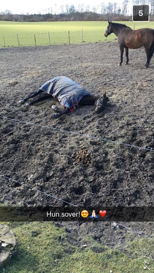 Dansk Varmblod Tanne billede 5