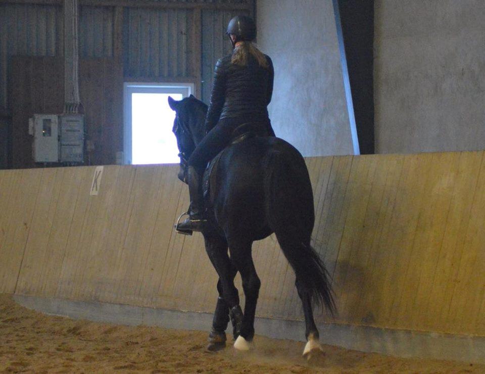 Dansk Varmblod Tanne billede 6