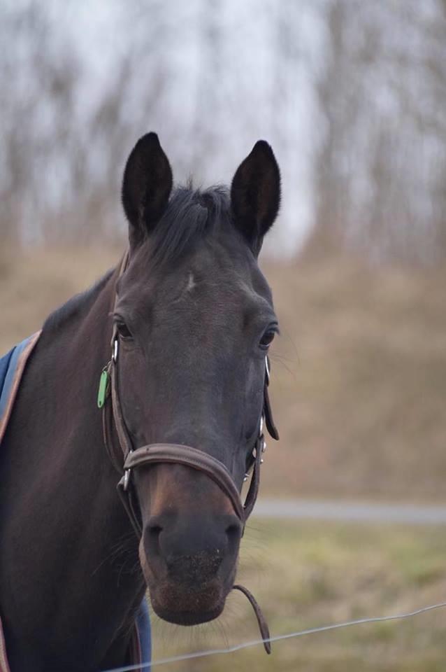 Dansk Varmblod Tanne billede 7