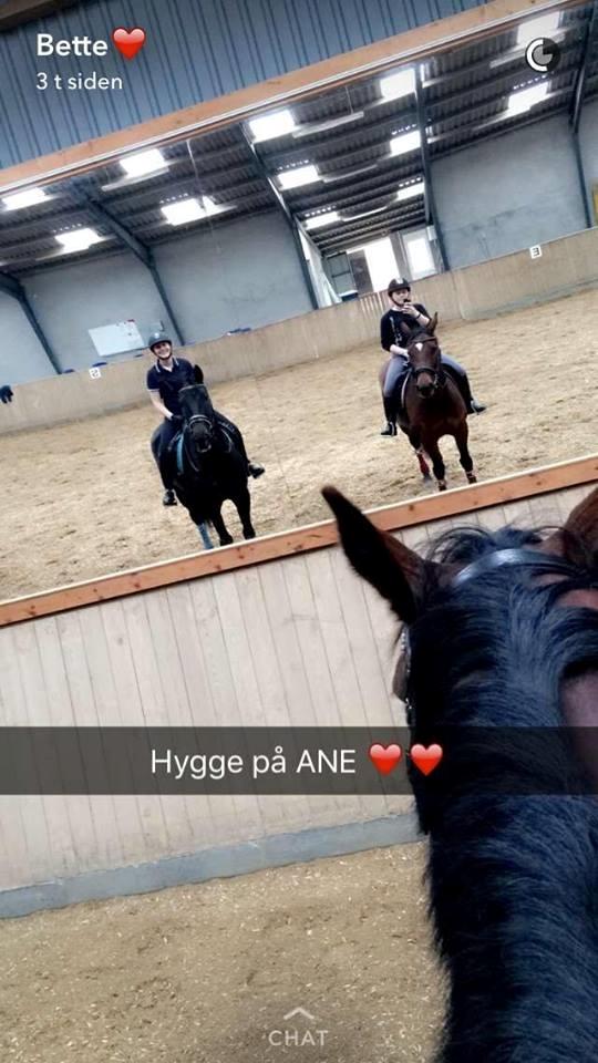 Dansk Varmblod Tanne billede 10