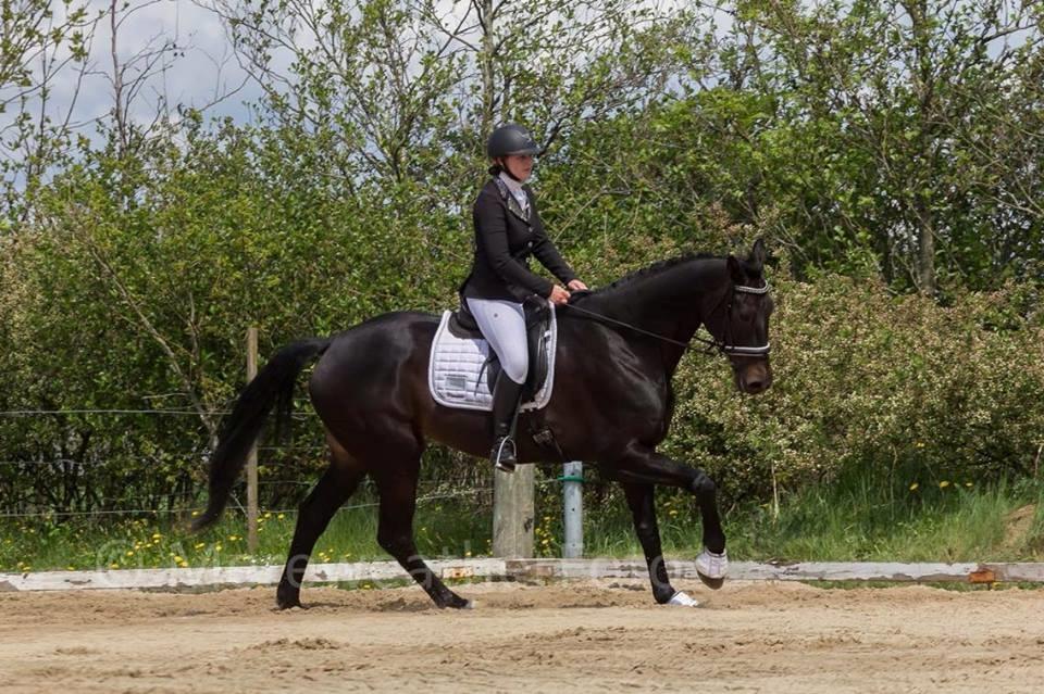 Dansk Varmblod Tanne billede 11