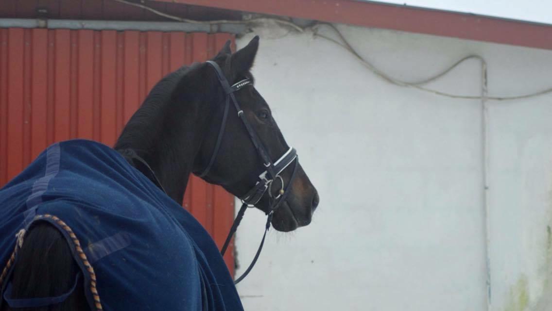 Dansk Varmblod Tanne billede 12