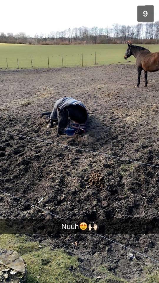 Dansk Varmblod Tanne billede 13