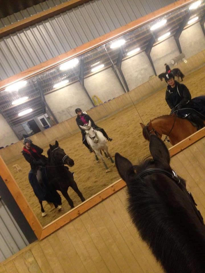 Dansk Varmblod Tanne billede 17