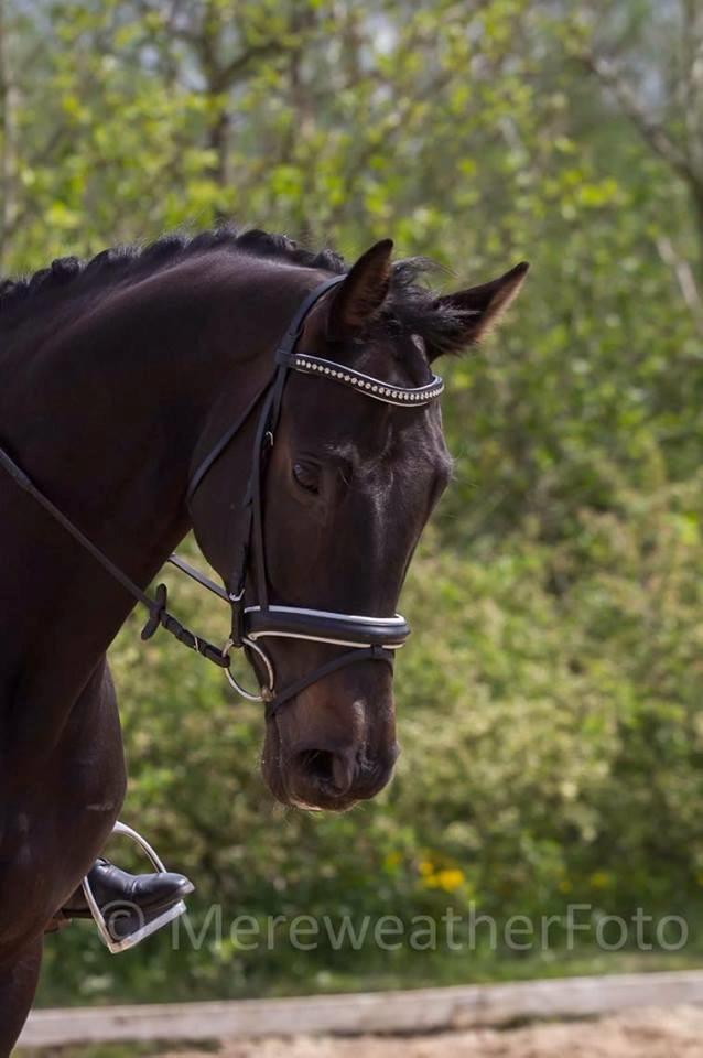 Dansk Varmblod Tanne billede 18