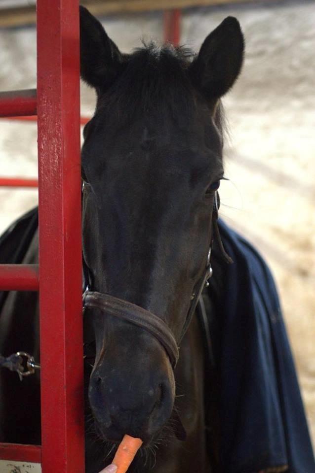 Dansk Varmblod Tanne billede 9