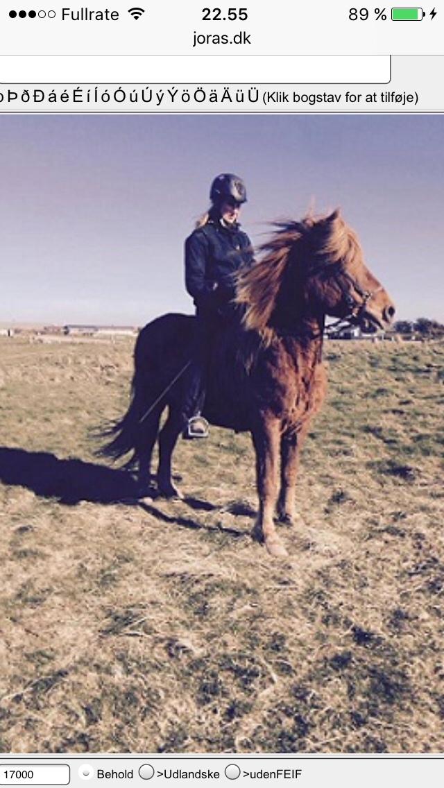 Islænder Feykir fra Øgård (himmelhest) billede 2