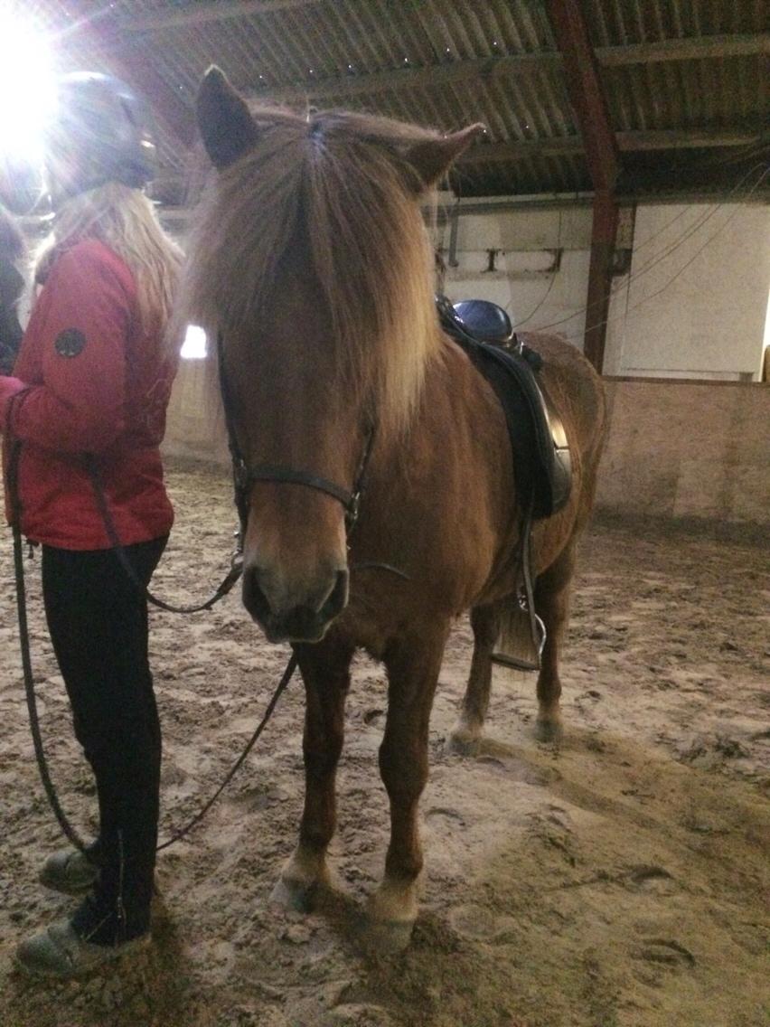 Islænder Feykir fra Øgård (himmelhest) billede 6