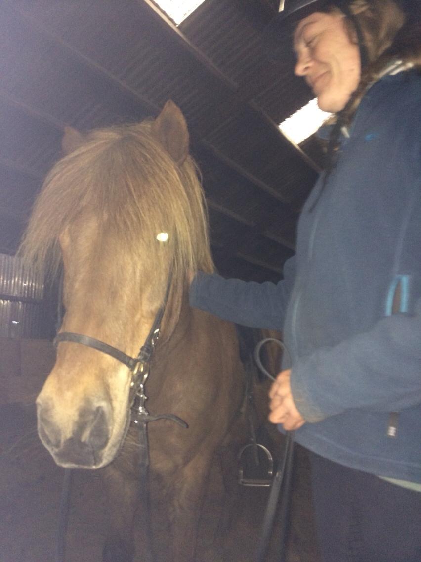 Islænder Feykir fra Øgård (himmelhest) billede 8