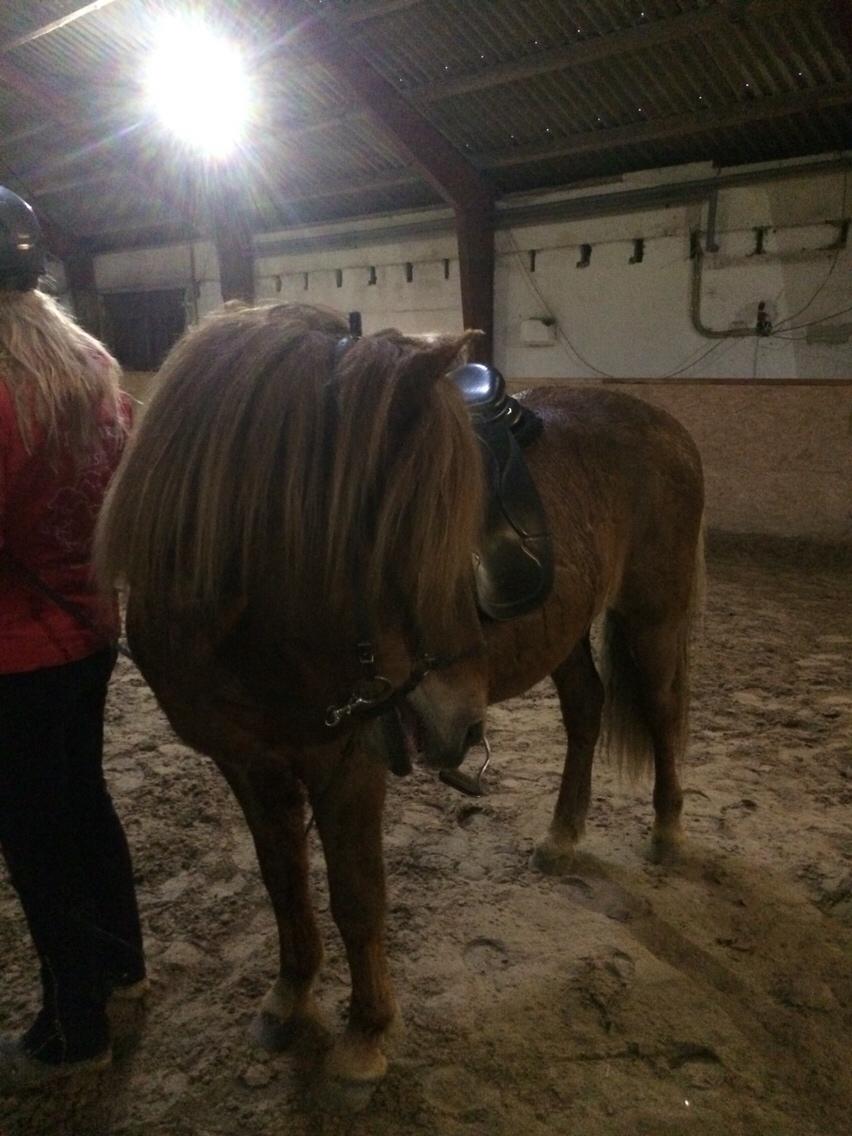 Islænder Feykir fra Øgård (himmelhest) billede 9