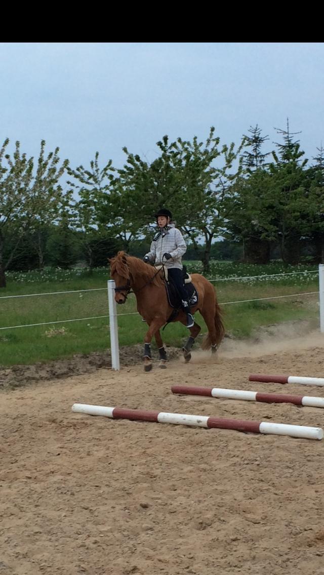 Anden særlig race Baunhøjgaardens lukas!  - Bette søs som dressur rytter 2016 billede 36