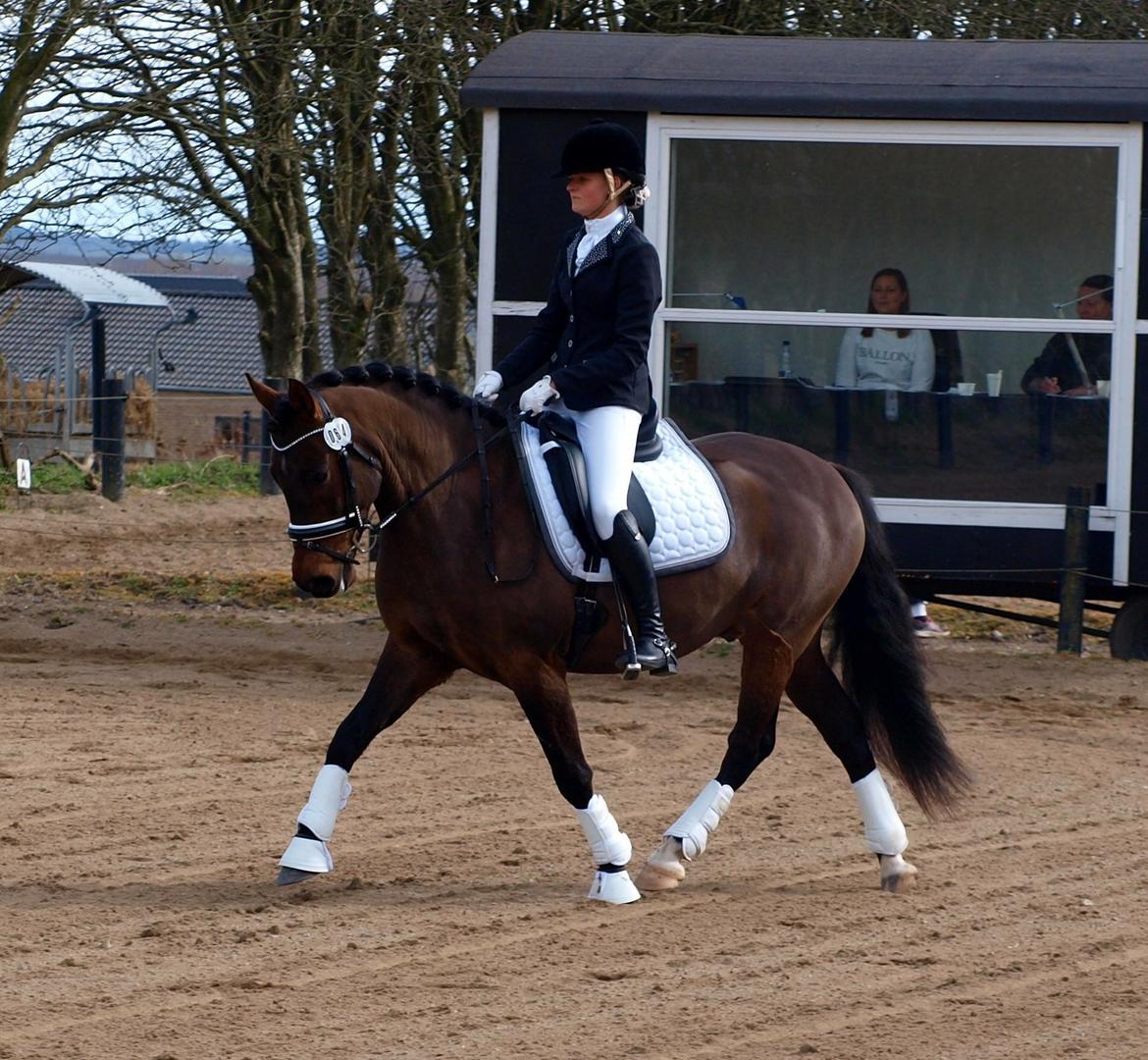 New Forest Kikkenberg's Ronni billede 3