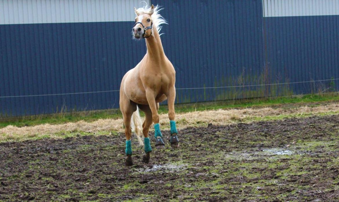 Palomino SKOVLYST'S LOGAN - Tossehesten, på sygefold efter boksro. billede 5