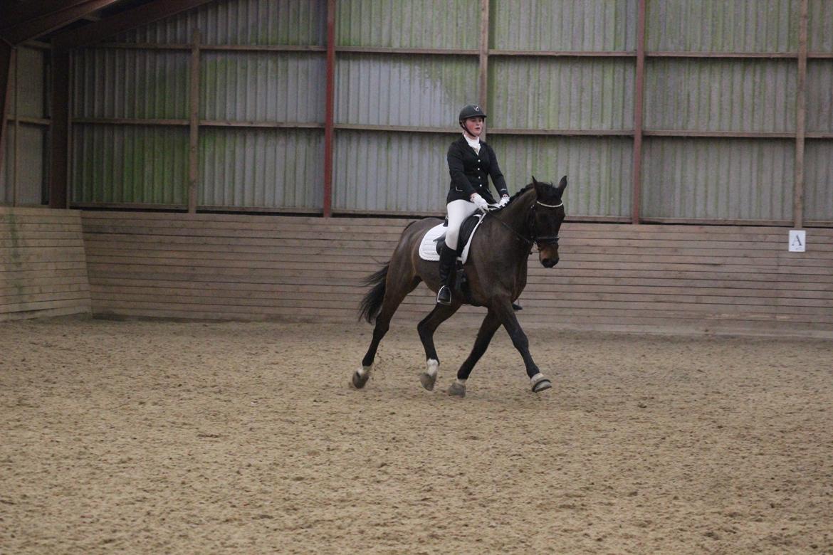 Dansk Varmblod Engvang's Cadeau billede 14