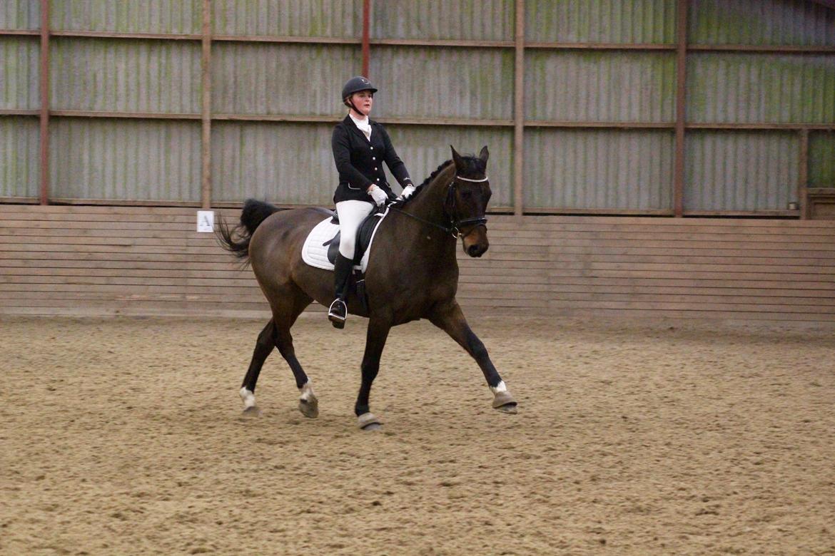 Dansk Varmblod Engvang's Cadeau billede 15