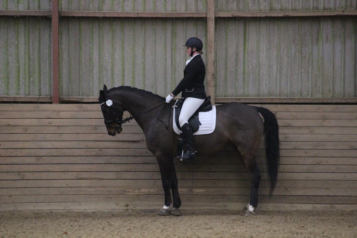 Dansk Varmblod Engvang's Cadeau billede 13