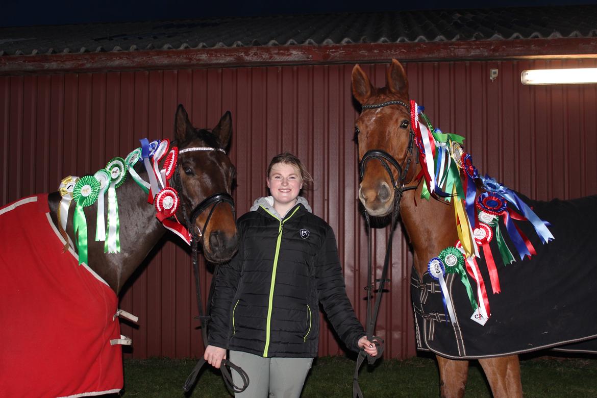 Dansk Varmblod Engvang's Cadeau billede 16