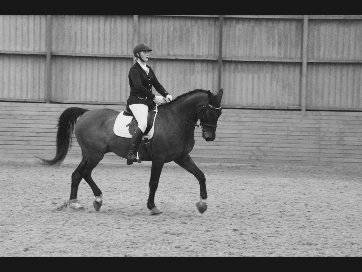 Dansk Varmblod Engvang's Cadeau billede 1