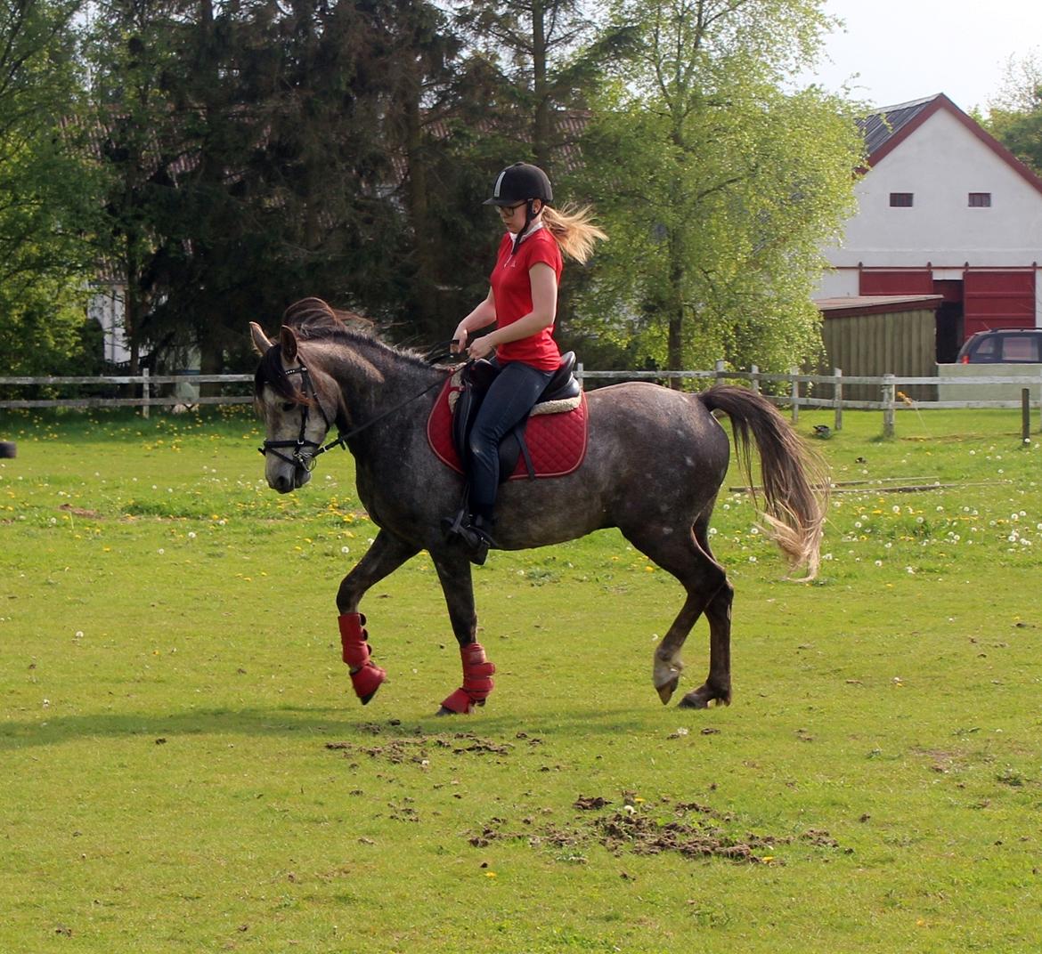 Anden særlig race Stald Nino's Look At Me  - Maj 2016 | billede 14