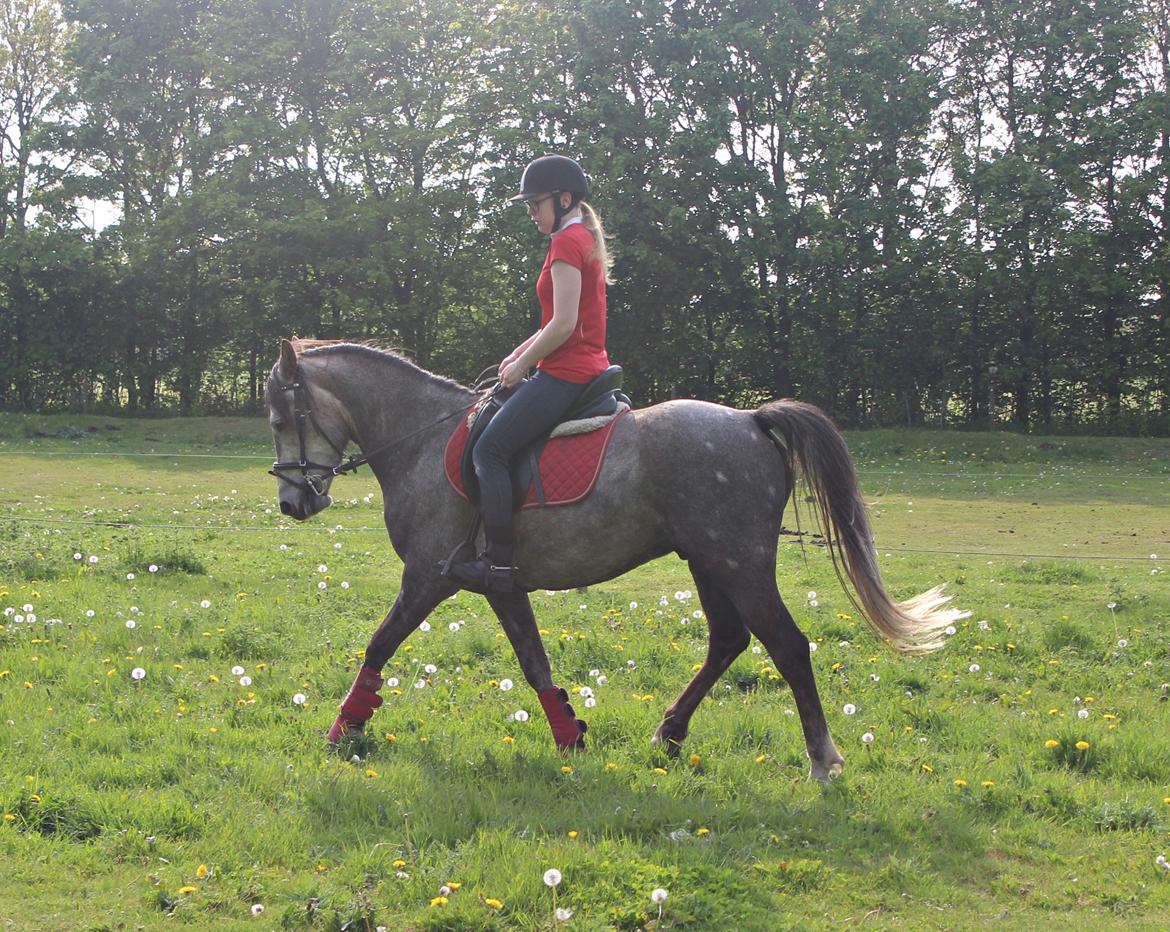 Anden særlig race Stald Nino's Look At Me  - Maj 2016 | billede 13