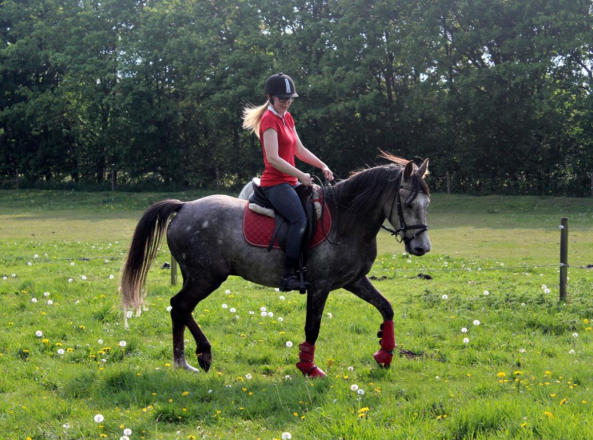 Anden særlig race Stald Nino's Look At Me  - Maj 2016 | billede 4