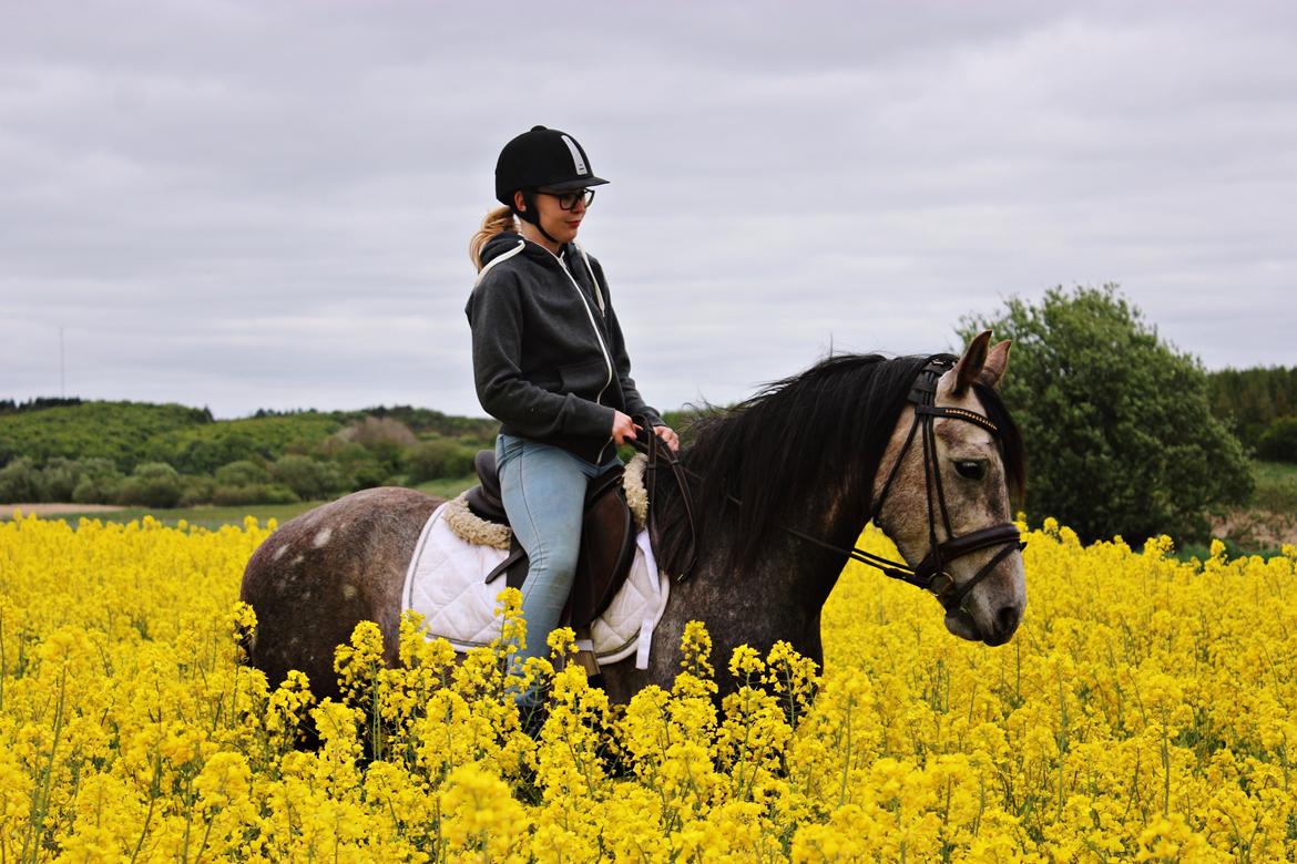 Anden særlig race Stald Nino's Look At Me  - Maj 2016 | Første rigtige tur :)♥♥ billede 3