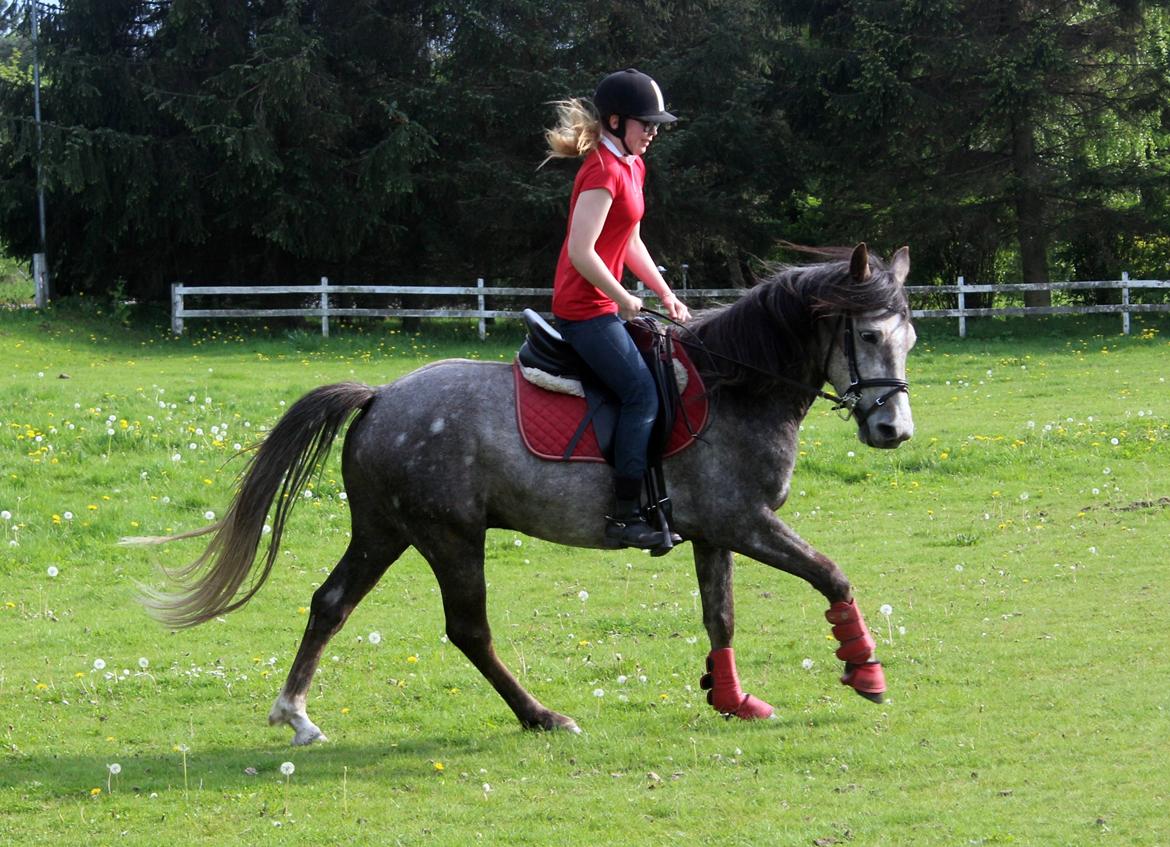 Anden særlig race Stald Nino's Look At Me  - Maj 2016 | billede 16