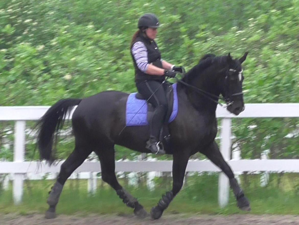 Anden særlig race Pinot Noir billede 4