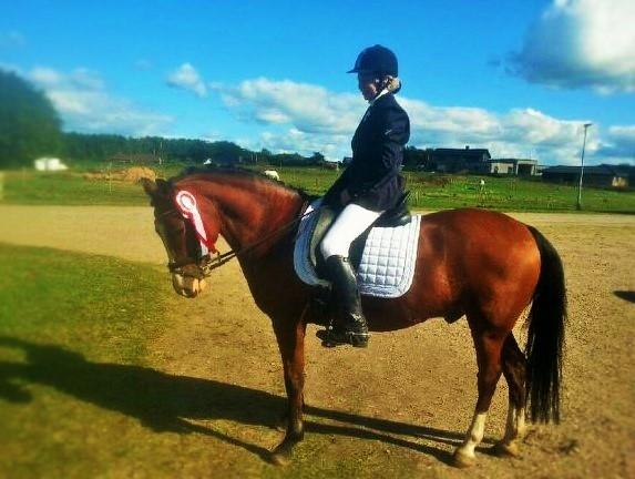 Hollandsk Sportspony supér billede 13