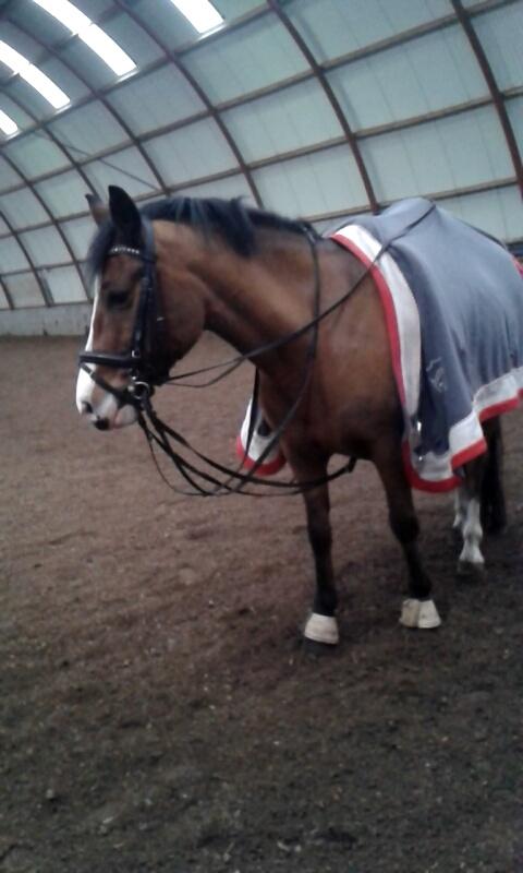 Hollandsk Sportspony supér billede 2