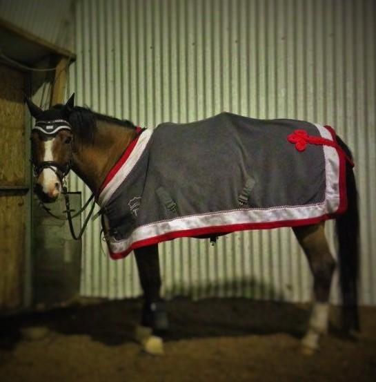 Hollandsk Sportspony supér billede 15