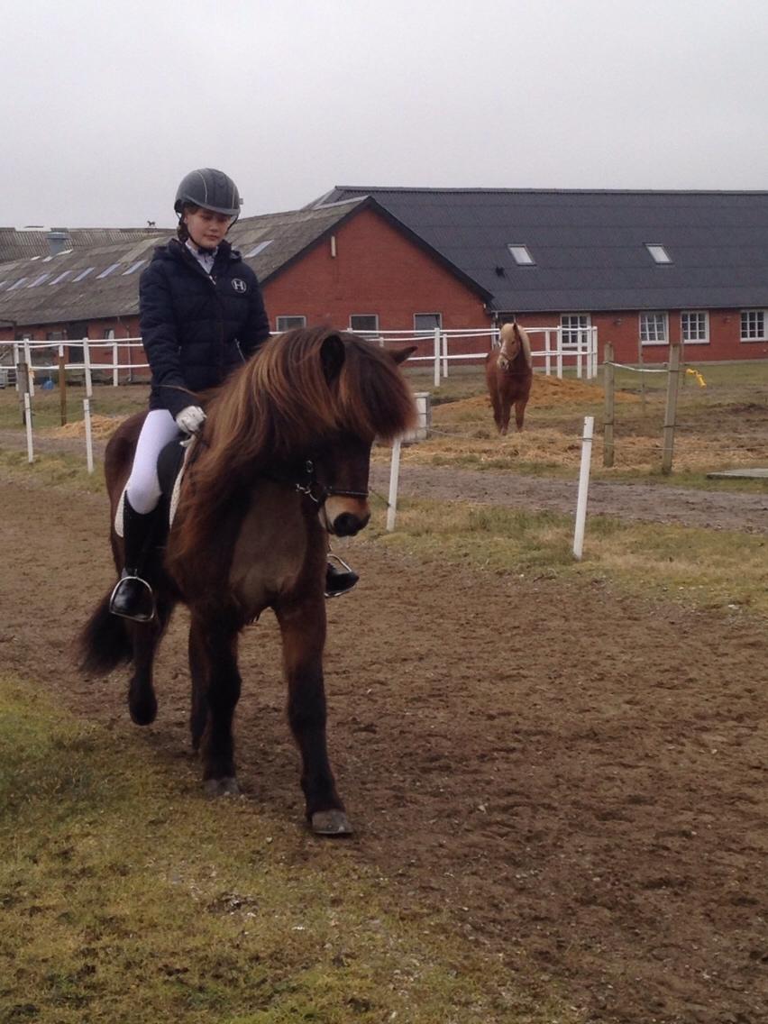 Islænder Jörfi fra Langholtsparti billede 3